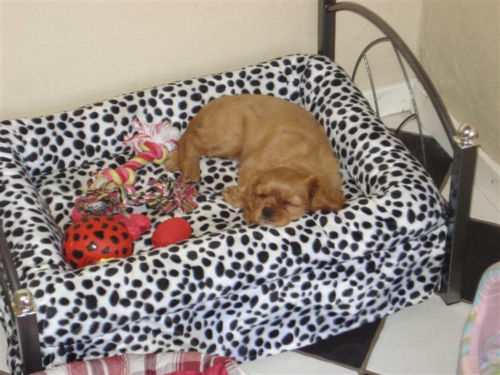 Cavalier king charles spaniel aZalia's Coco billede 15