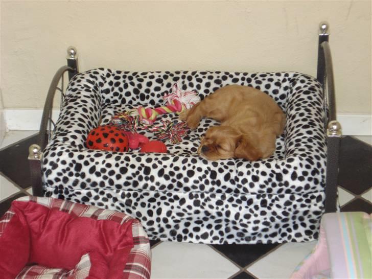 Cavalier king charles spaniel aZalia's Coco billede 16