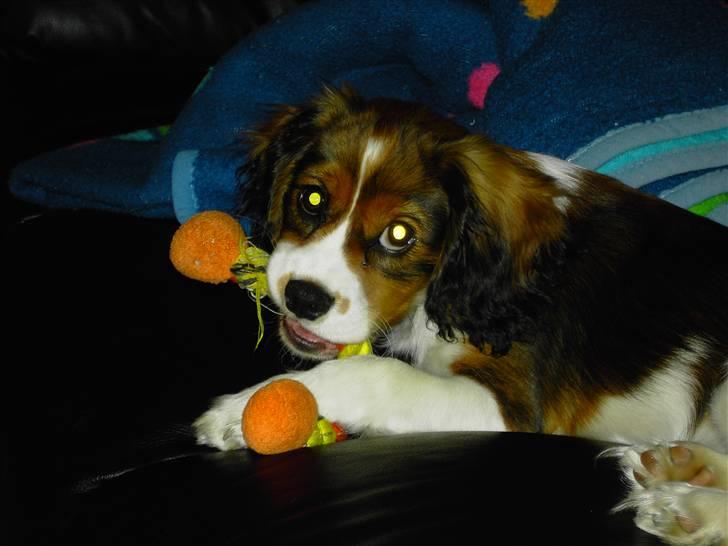 Blanding af racer futte billede 1