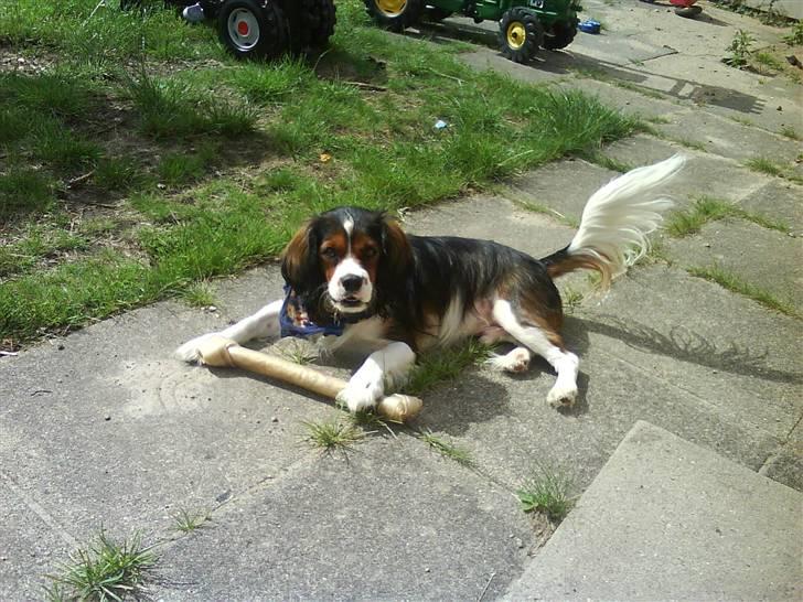 Blanding af racer futte billede 2