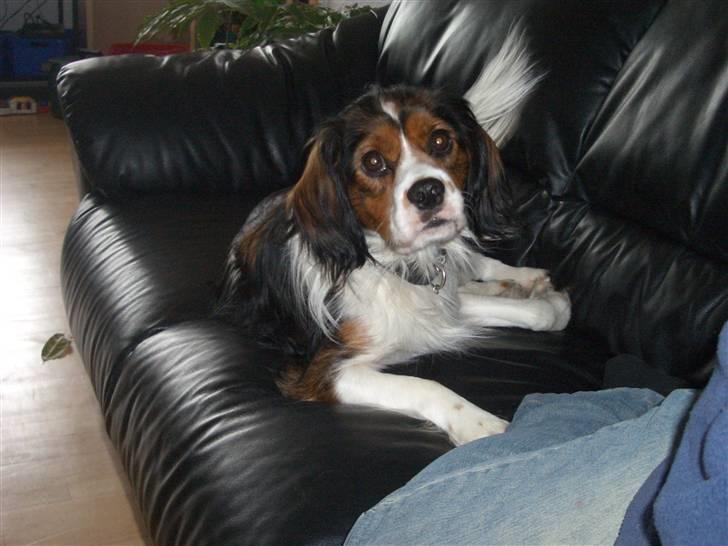 Blanding af racer futte billede 3