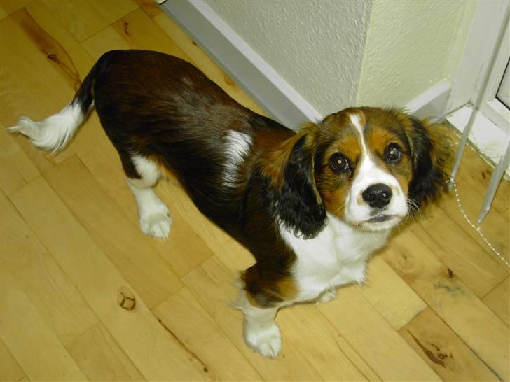 Blanding af racer futte billede 4