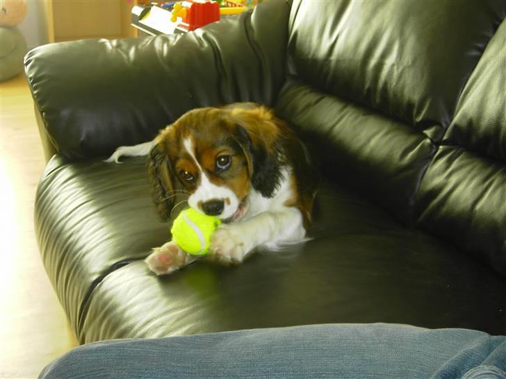 Blanding af racer futte billede 5