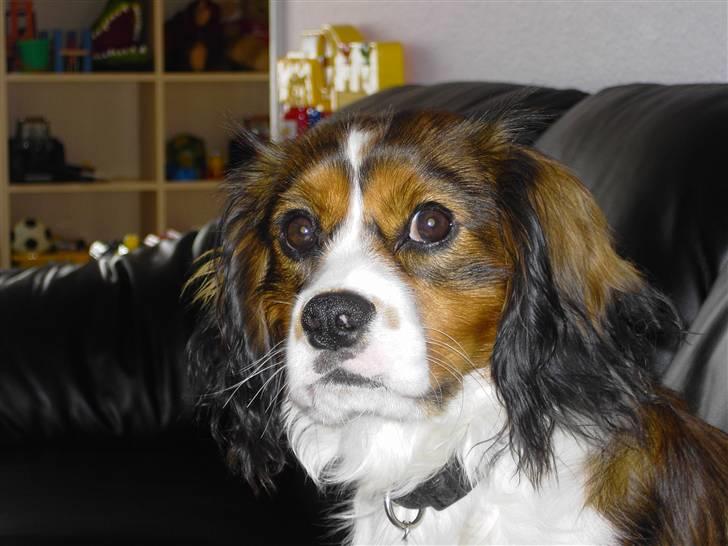 Blanding af racer futte billede 6