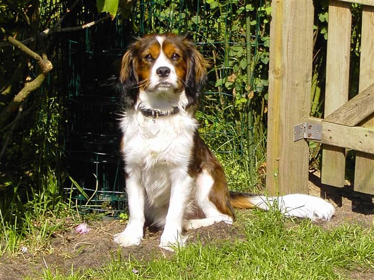 Blanding af racer futte billede 7