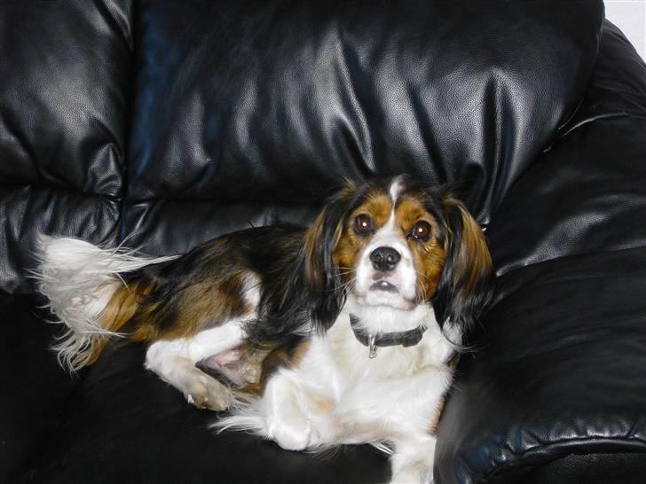 Blanding af racer futte billede 8