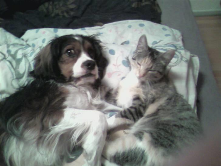 Blanding af racer futte billede 9