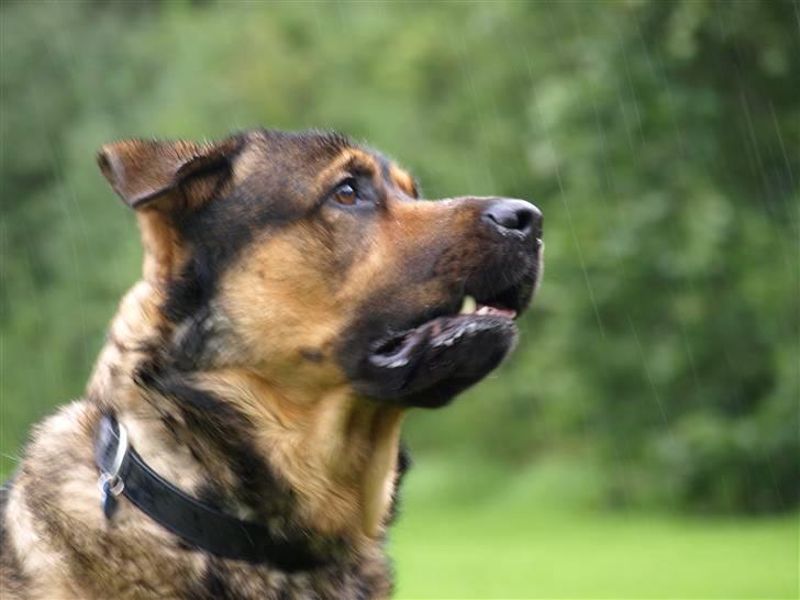 Blanding af racer Loke Rott/schæfer/norsk elg hund billede 3