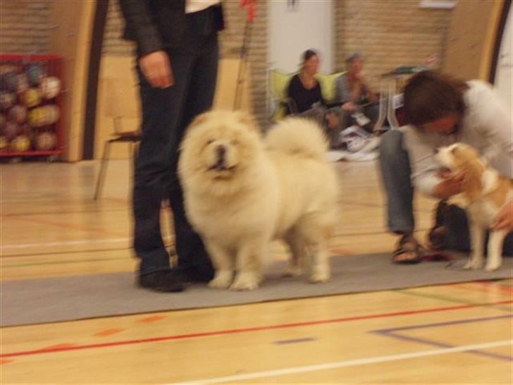 Chow chow Litchi Chow Daisy May - DKK Skue i Lunderskov vores prinsesse blev BIS og vandt over 94 andre hunde. billede 6
