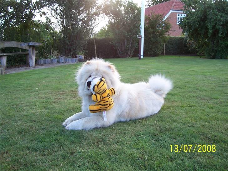 Chow chow Litchi Chow Daisy May - Daisy Har fået ny bamse billede 7