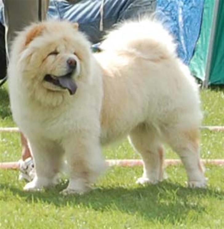 Chow chow Litchi Chow Daisy May - Daisy på udstilling i Vejen i august 2008 billede 8