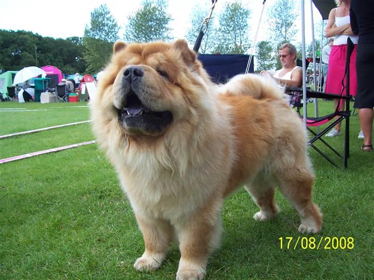 Chow chow Peifu`s Bonzo Pangzi - Bonzo på udstilling i Vejen i August 2008 billede 7