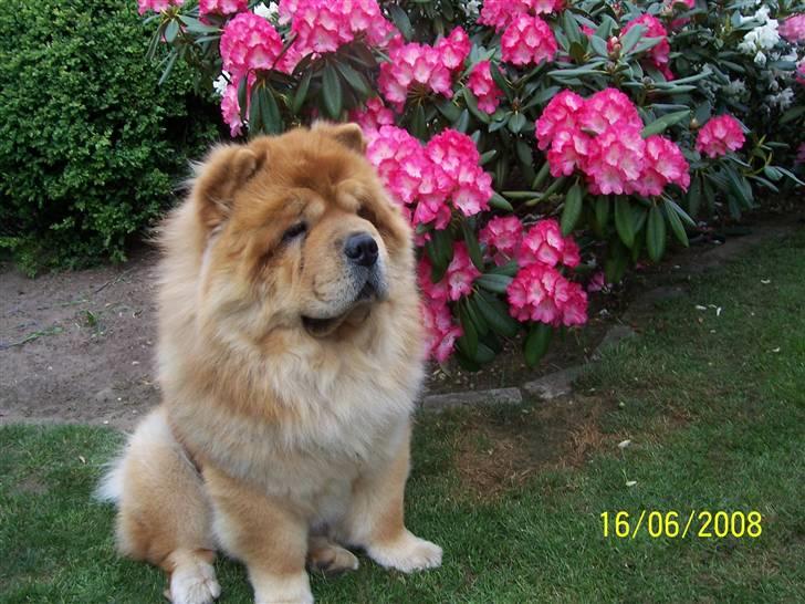 Chow chow Peifu`s Bonzo Pangzi - Bonzo stiller gerne til foto billede 8