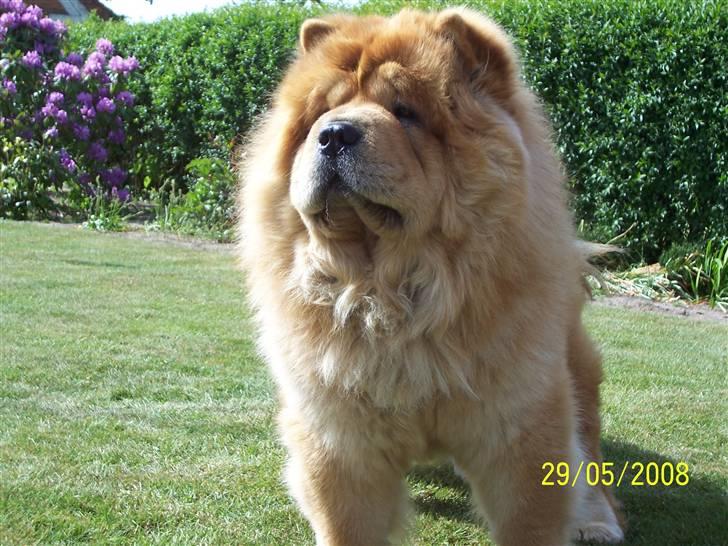 Chow chow Peifu`s Bonzo Pangzi - Hov !!! hvad sker der lige der ?? billede 9