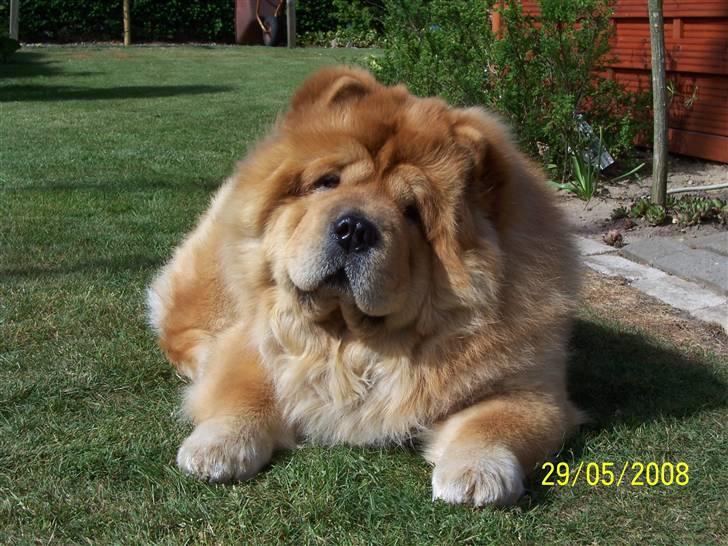 Chow chow Peifu`s Bonzo Pangzi - Talte du til mig ??? billede 10