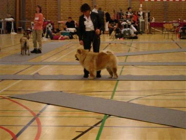 Chow chow Peifu`s Bonzo Pangzi - Bonzo på Dkk skue i Lunderskov, blev slået ud af vores tæve Daisy. billede 11