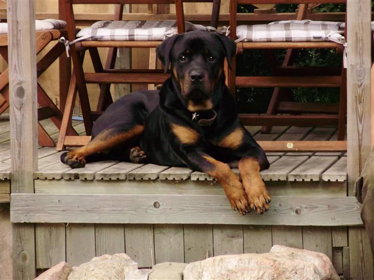 Rottweiler Diesel billede 1