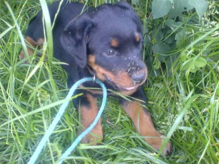 Rottweiler Diesel - diesel 9 uger. billede 2
