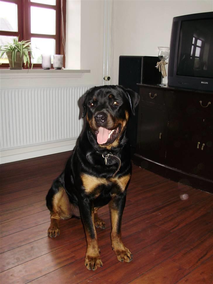 Rottweiler Diesel billede 3
