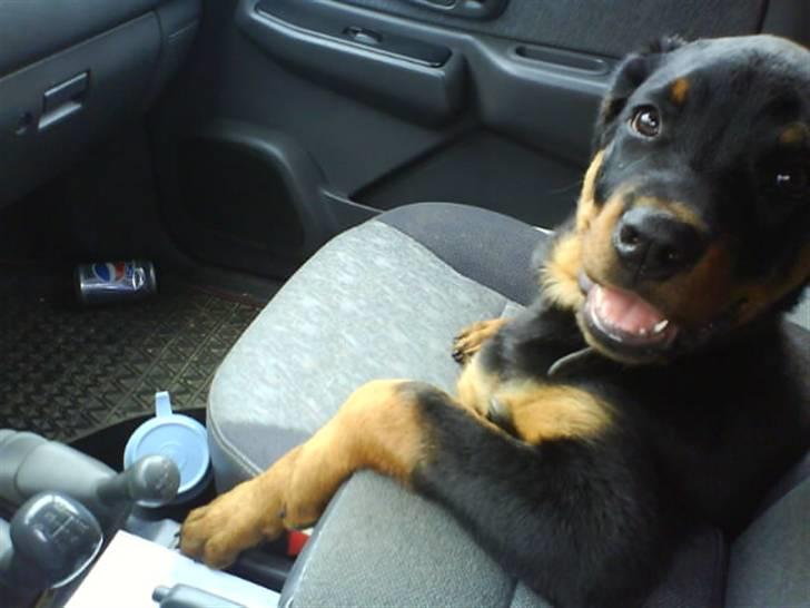Rottweiler Diesel - Så er vi ude og kører bil.. lidt sej er man.. :) billede 4