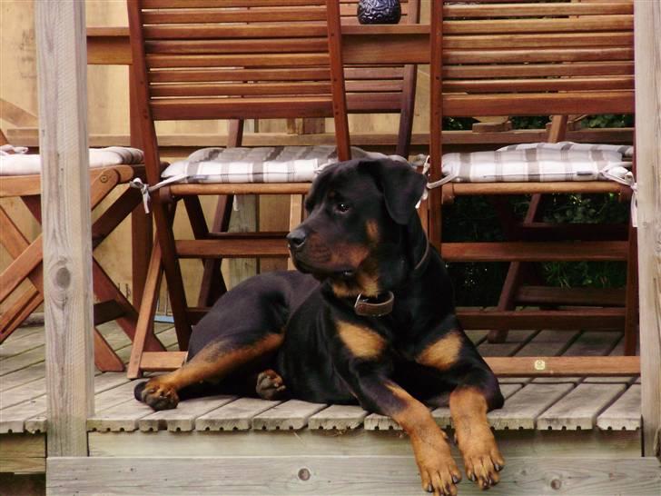Rottweiler Diesel billede 5