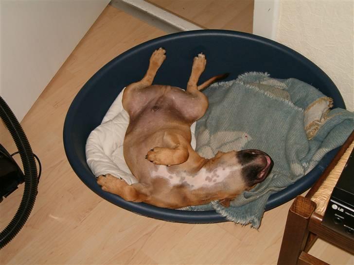 Staffordshire bull terrier Solo billede 16