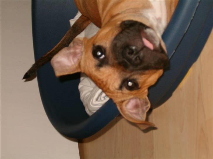 Staffordshire bull terrier Solo billede 17