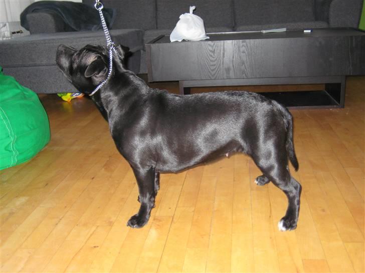 Staffordshire bull terrier Enoddens Hey littel girl. billede 10