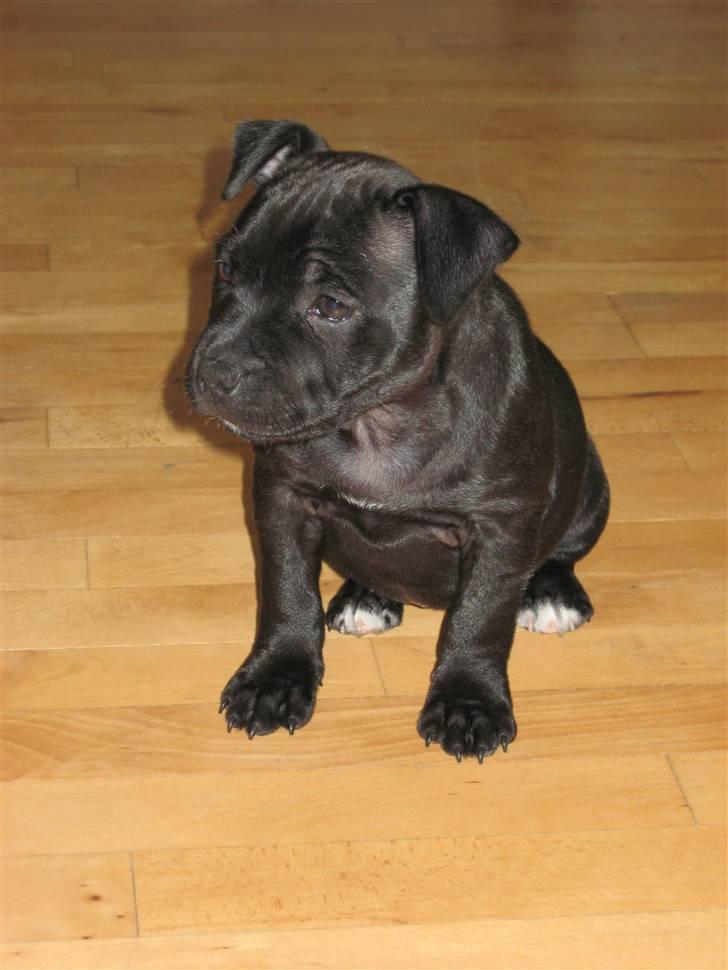 Staffordshire bull terrier Enoddens Hey littel girl. billede 11