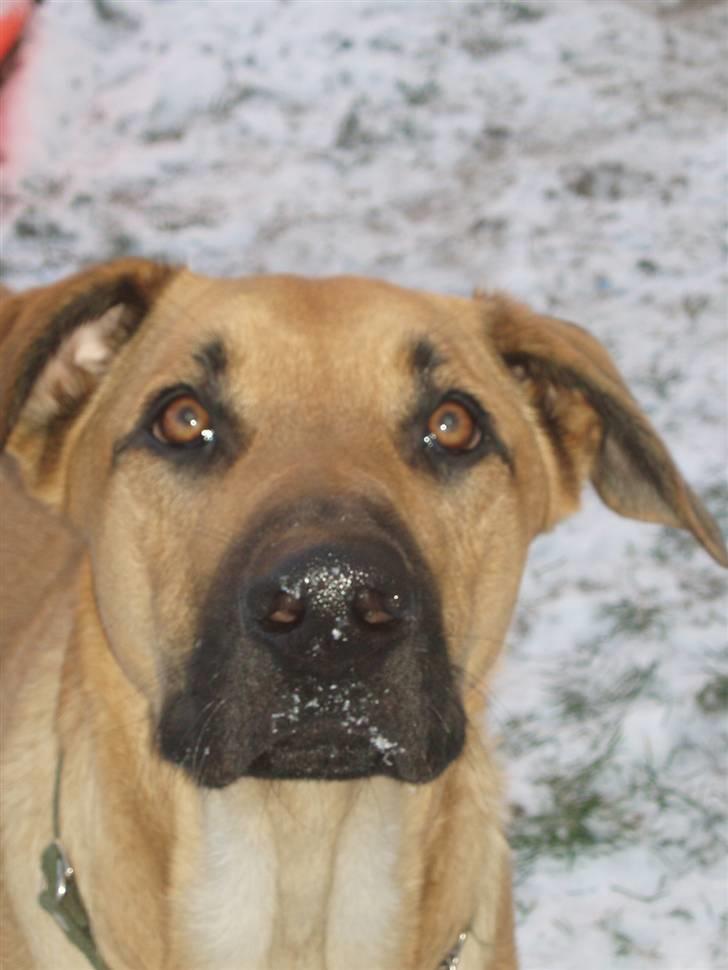 Blanding af racer migo - migo, en dejlig dreng billede 1