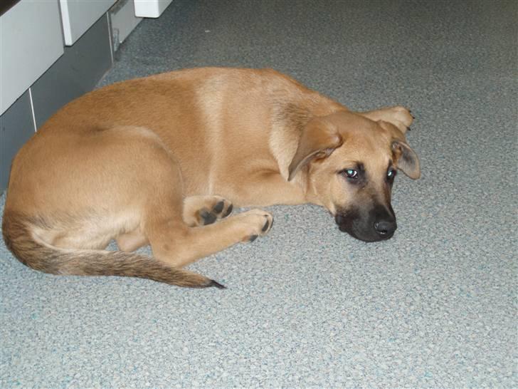 Blanding af racer migo billede 2