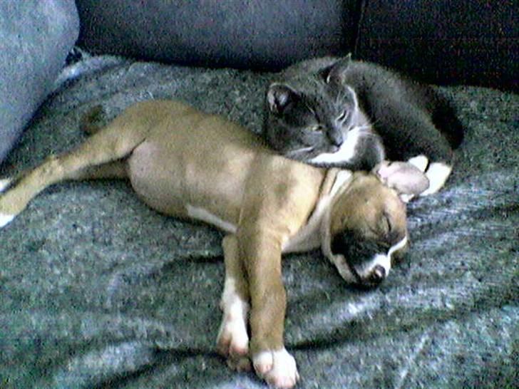 Blanding af racer Freja Godlike - Himmelhund - - Freja 8 uger sammen med hendes nye ven Misser billede 19