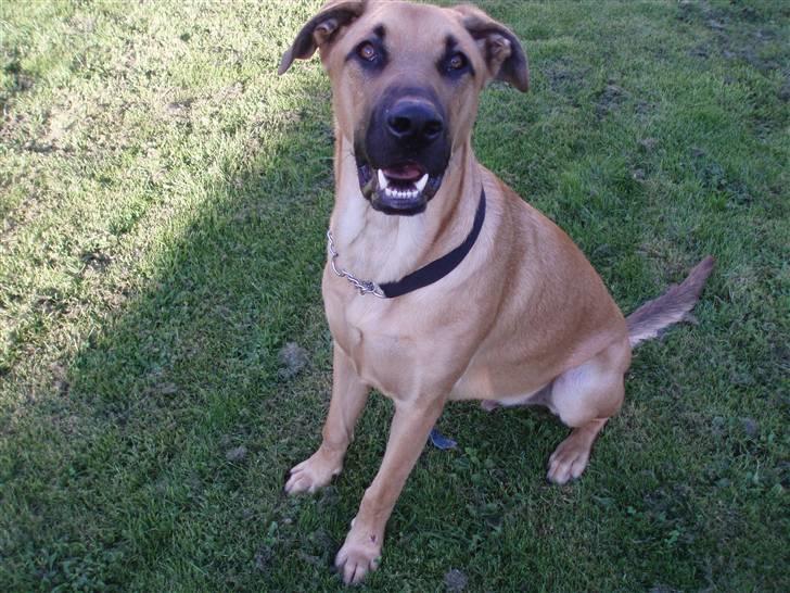 Blanding af racer migo billede 3