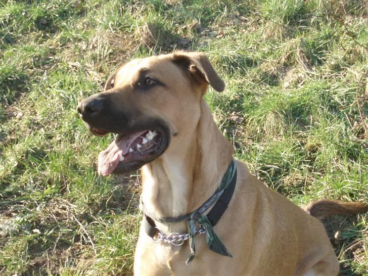 Blanding af racer migo billede 4