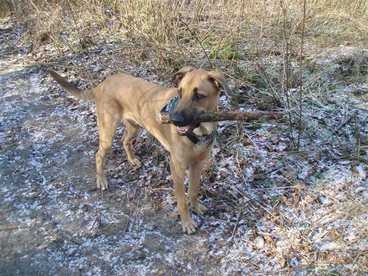 Blanding af racer migo billede 5