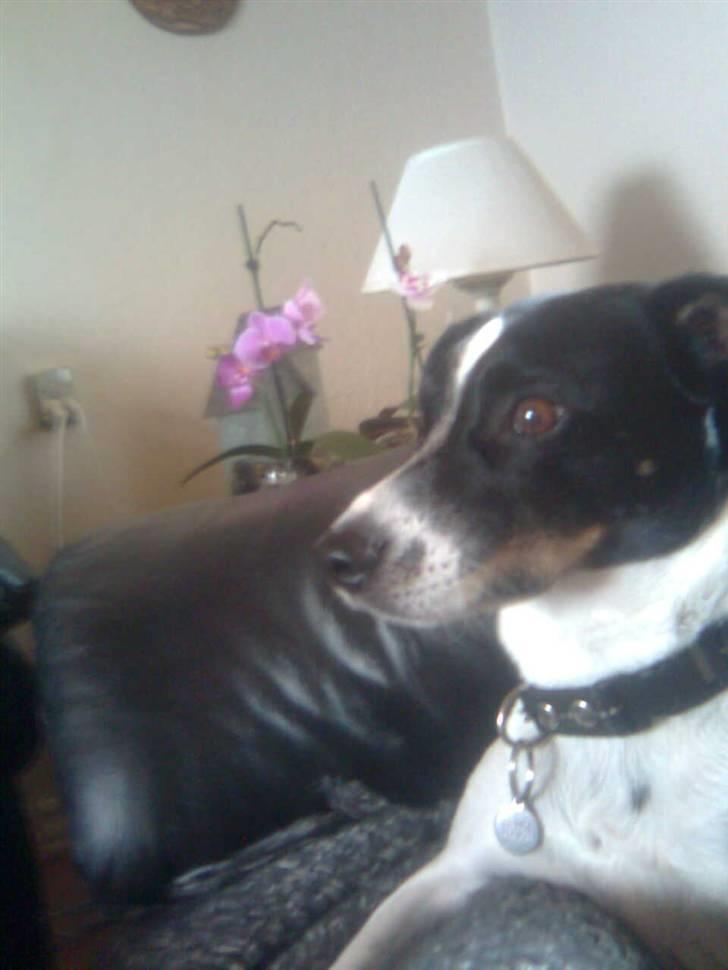 Glathåret foxterrier Felix - mormors <3 - - velkommen til Felix´s profil xD billede 1