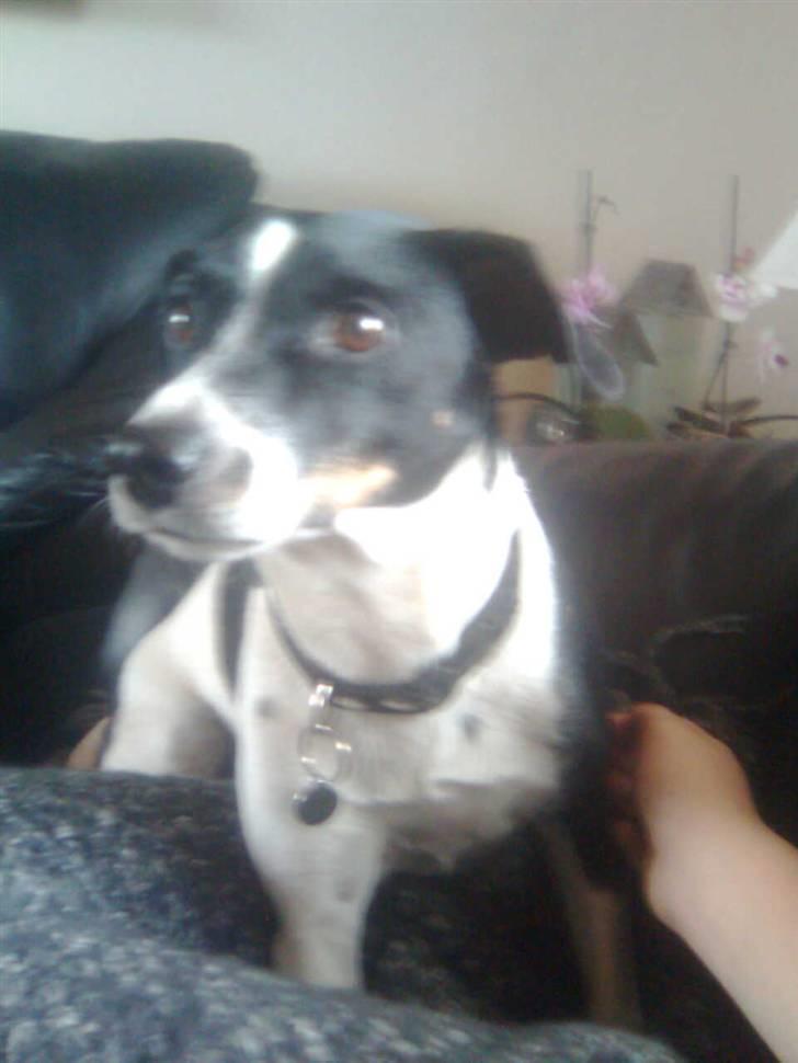 Glathåret foxterrier Felix - mormors <3 - (:  billede 2