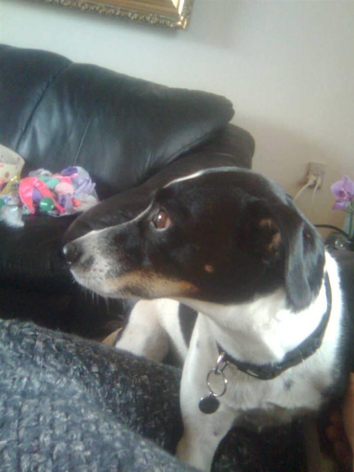 Glathåret foxterrier Felix - mormors <3 - han fik lige øje på noget d;  billede 3