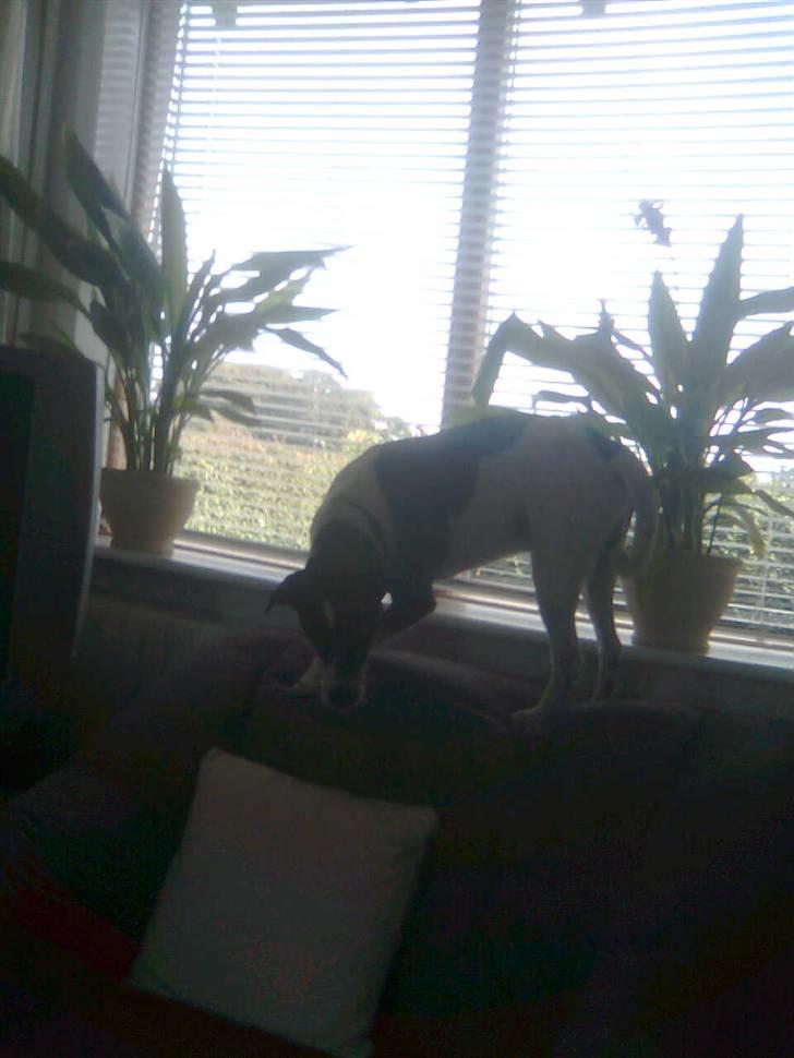 Glathåret foxterrier Felix - mormors <3 - ´her står han altid når der kommer nogen gående eller kørende :p <3 billede 4