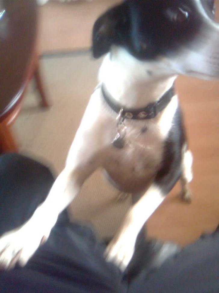 Glathåret foxterrier Felix - mormors <3 - tjo, hvorfor ikke´? billede 5