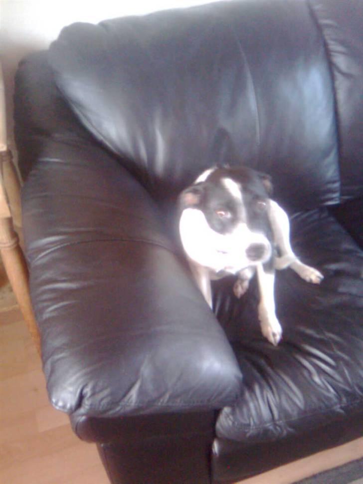 Glathåret foxterrier Felix - mormors <3 - jeg´elsker´dig <3 billede 6