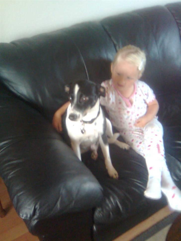 Glathåret foxterrier Felix - mormors <3 - ´ham og min lillesøs <3´(: billede 7
