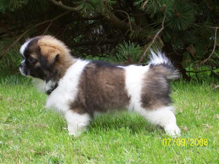 Tibetansk spaniel Frida (Shangri-La) - Se, jeg kan endda stå pænt billede 8