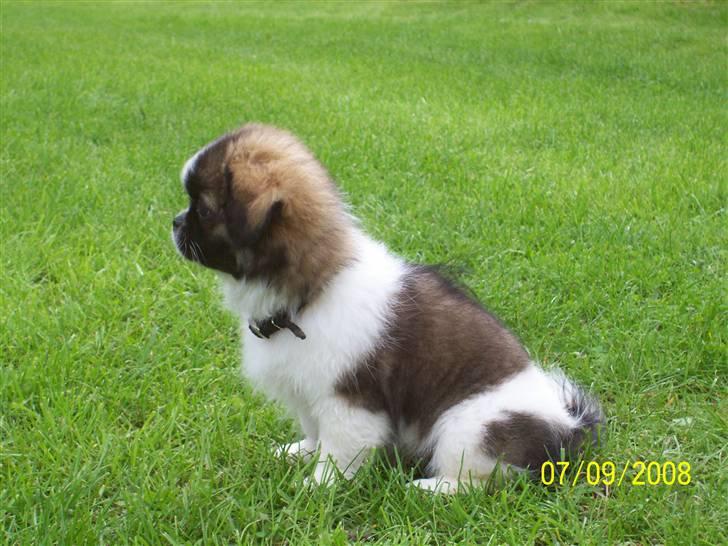 Tibetansk spaniel Frida (Shangri-La) billede 9