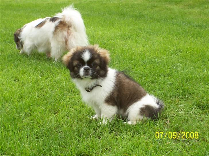 Tibetansk spaniel Frida (Shangri-La) billede 10