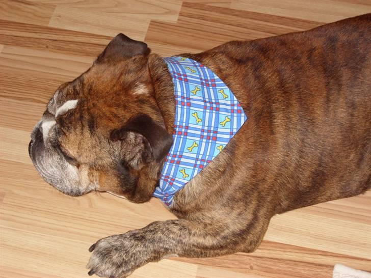 Engelsk bulldog Outskirts Diesel - 7½ år  billede 10