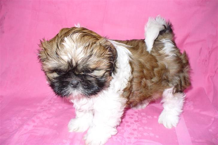 Shih tzu qiennie billede 1