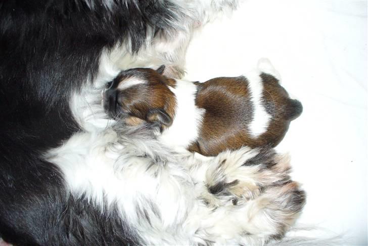 Shih tzu qiennie billede 2