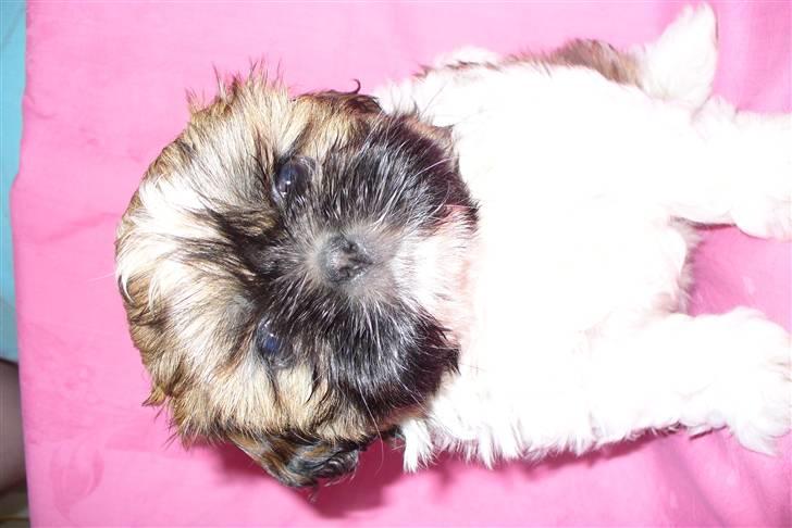 Shih tzu qiennie billede 3