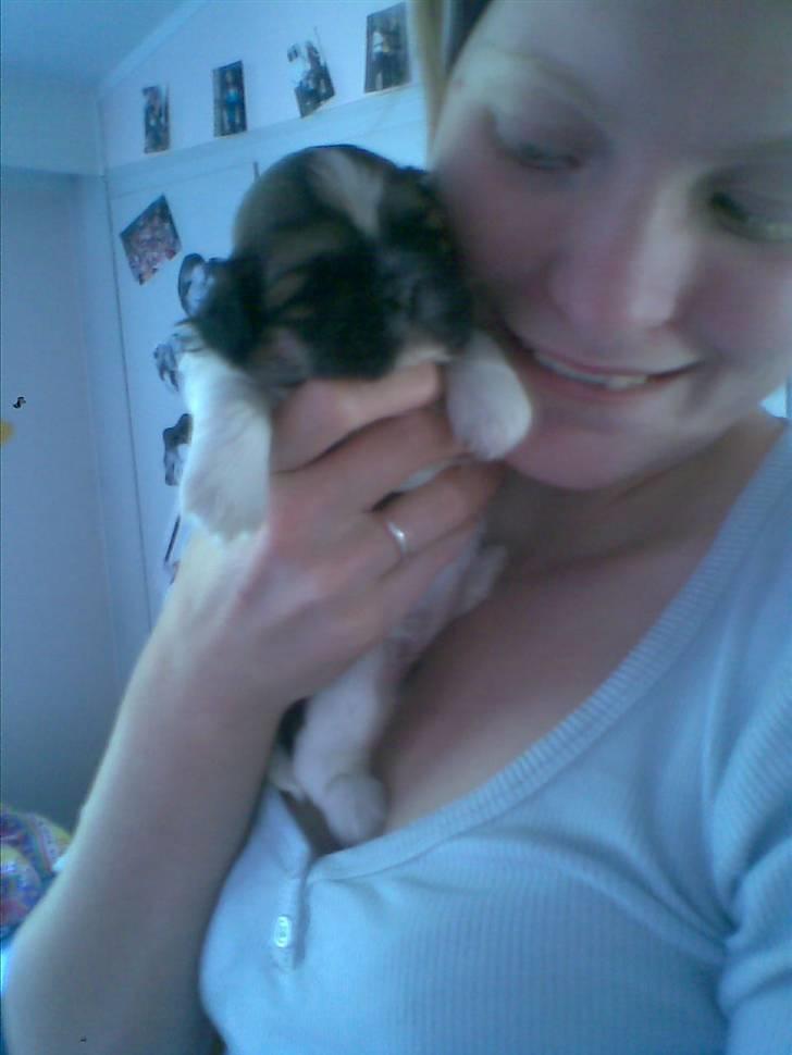 Shih tzu qiennie billede 5